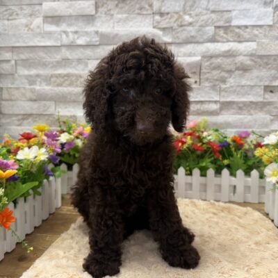 Walker  Poodle