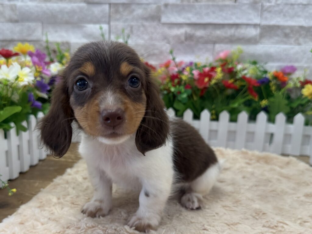 Dachshund - 7040 - Image 1