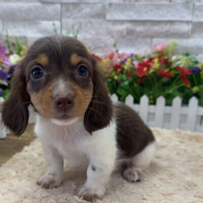 Pippa Dachshund