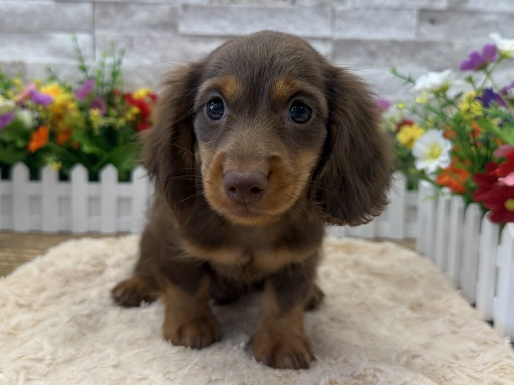 Dachshund - 7027 - Image 1