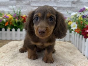 Furrylicious® Dachshund puppy available
