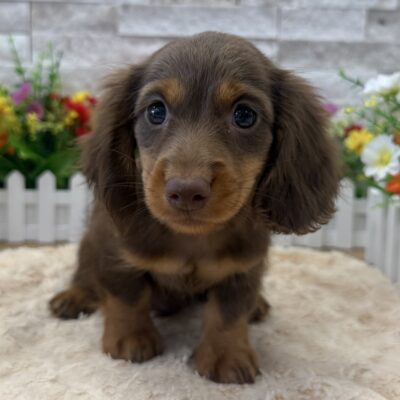 Moose Dachshund