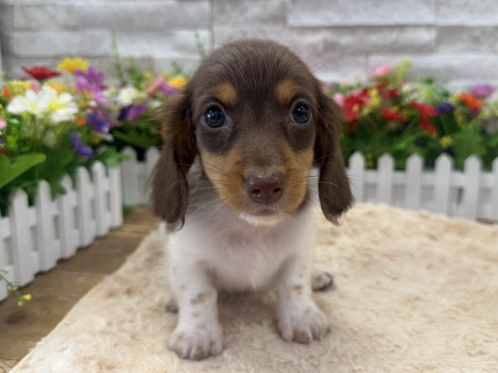 Dachshund - 7033 - Image 1
