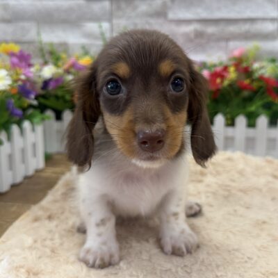 Scooter Dachshund