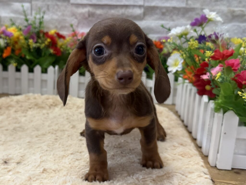 Dachshund - 1112 - Image 1