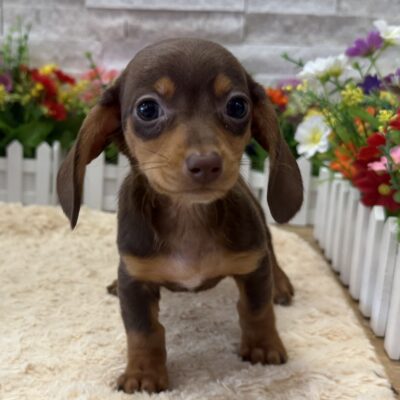 Hattie Dachshund