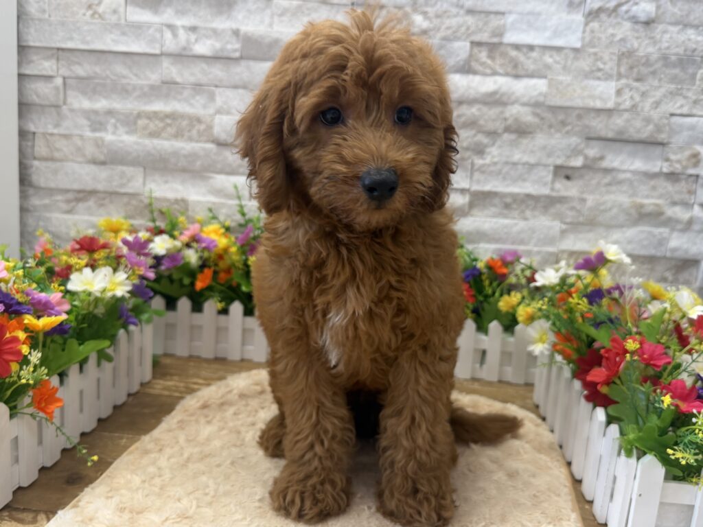 Goldendoodle Mini - 4156 - Image 1