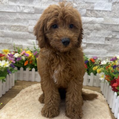 Crosby Goldendoodle Mini