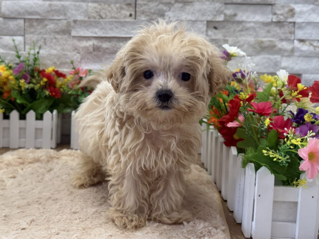 Maltipoo - 0557 - Image 1