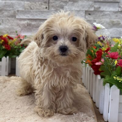 Dawson Maltipoo