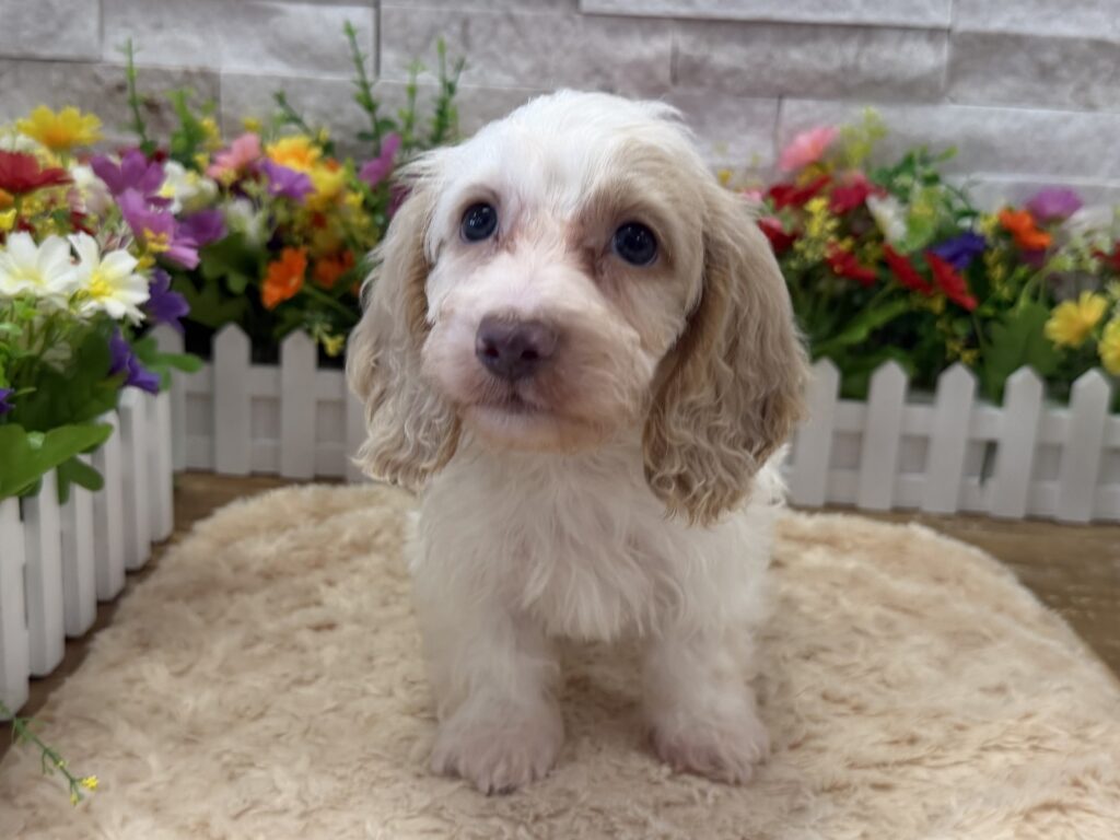 Dachshund - 2396 - Image 1
