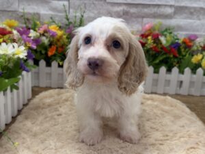 Dachshund – 2396