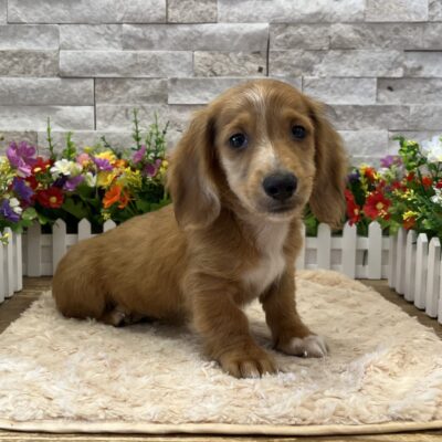 Loki Dachshund