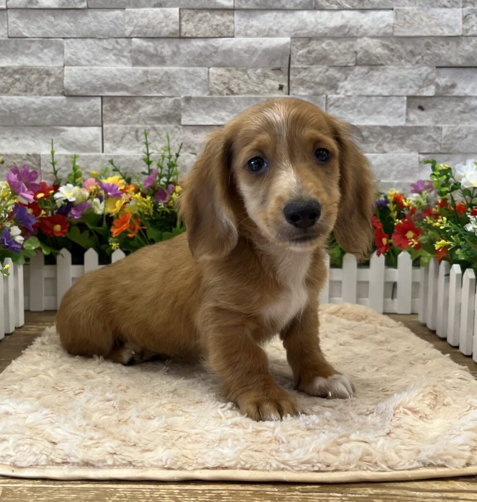 Dachshund - 5399 - Image 1