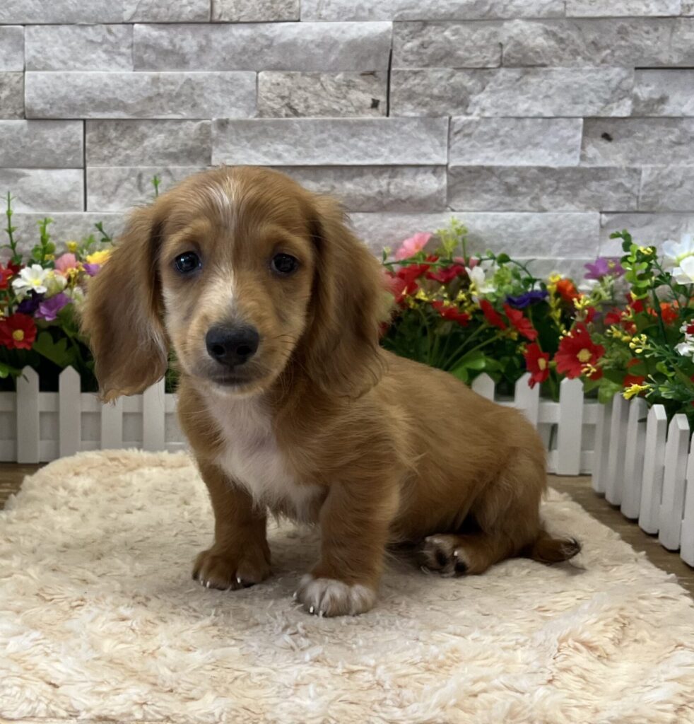 Dachshund - 5399 - Image 2