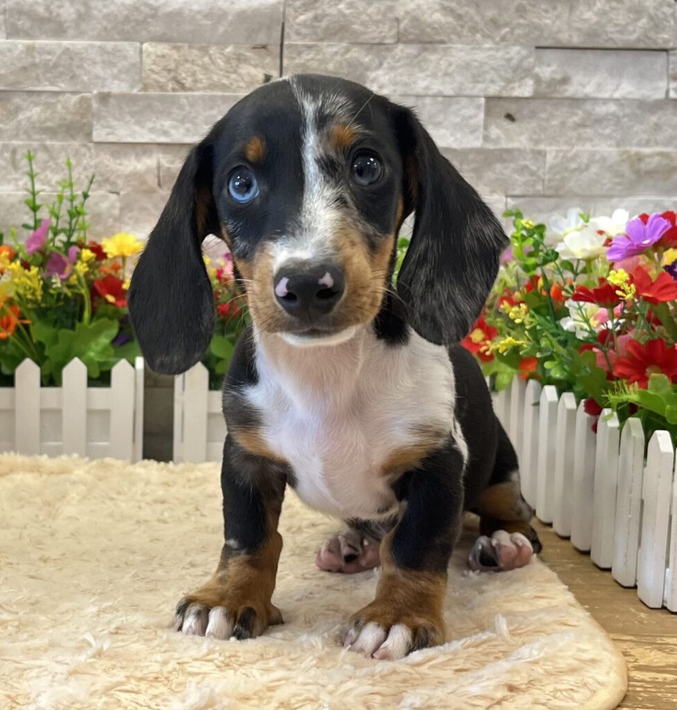 Dachshund - 6519 - Image 2
