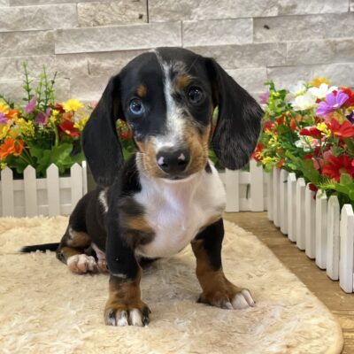 Dewey Dachshund