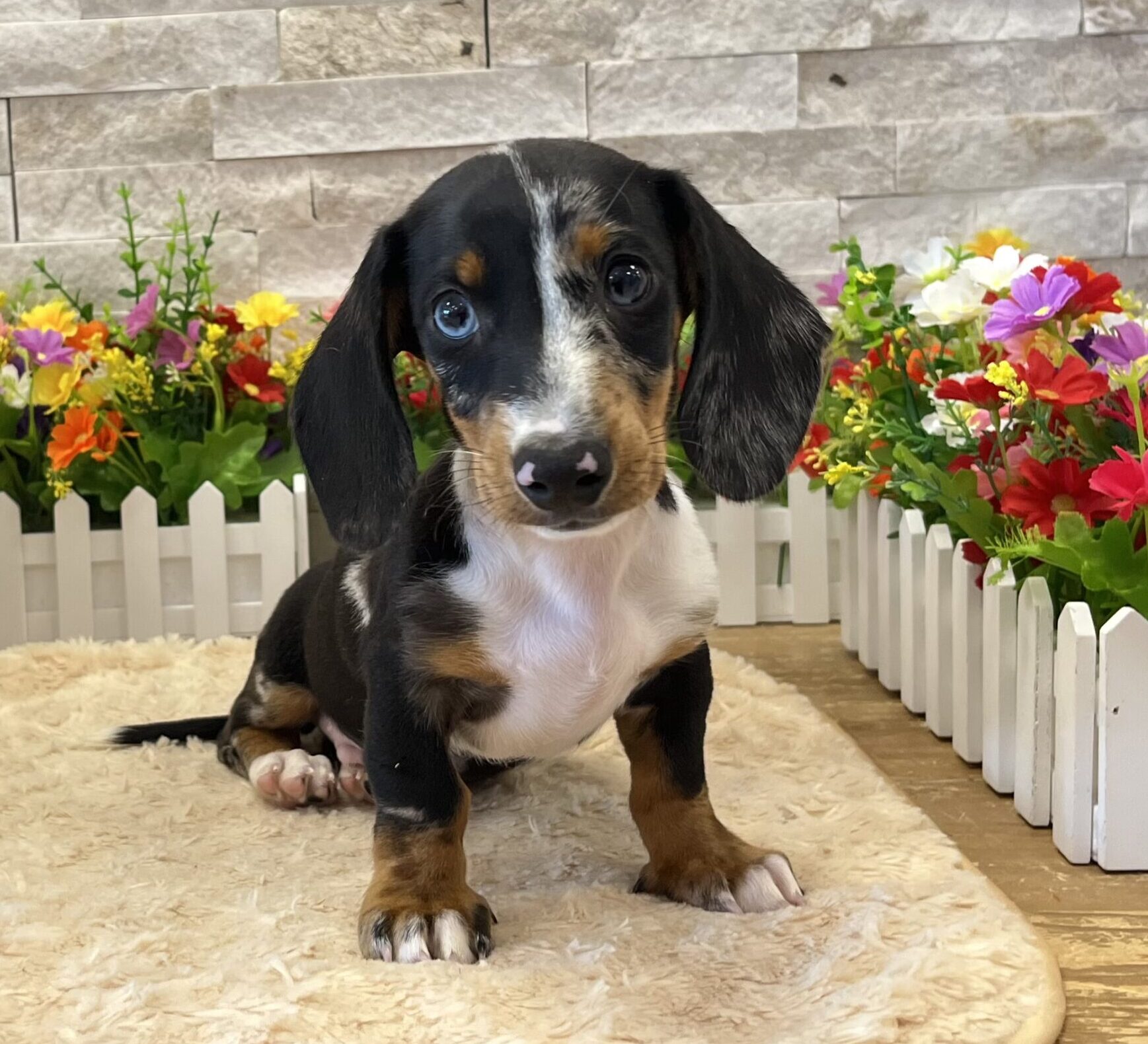 Dachshund in Somerville, NJ