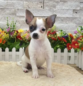 Furrylicious® Chihuahua puppy available