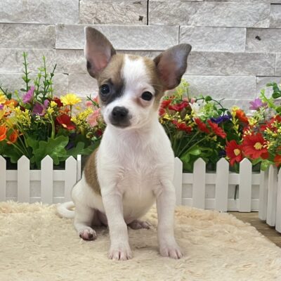Sushi Chihuahua