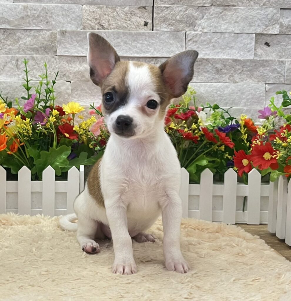 Chihuahua - 1176 - Image 1