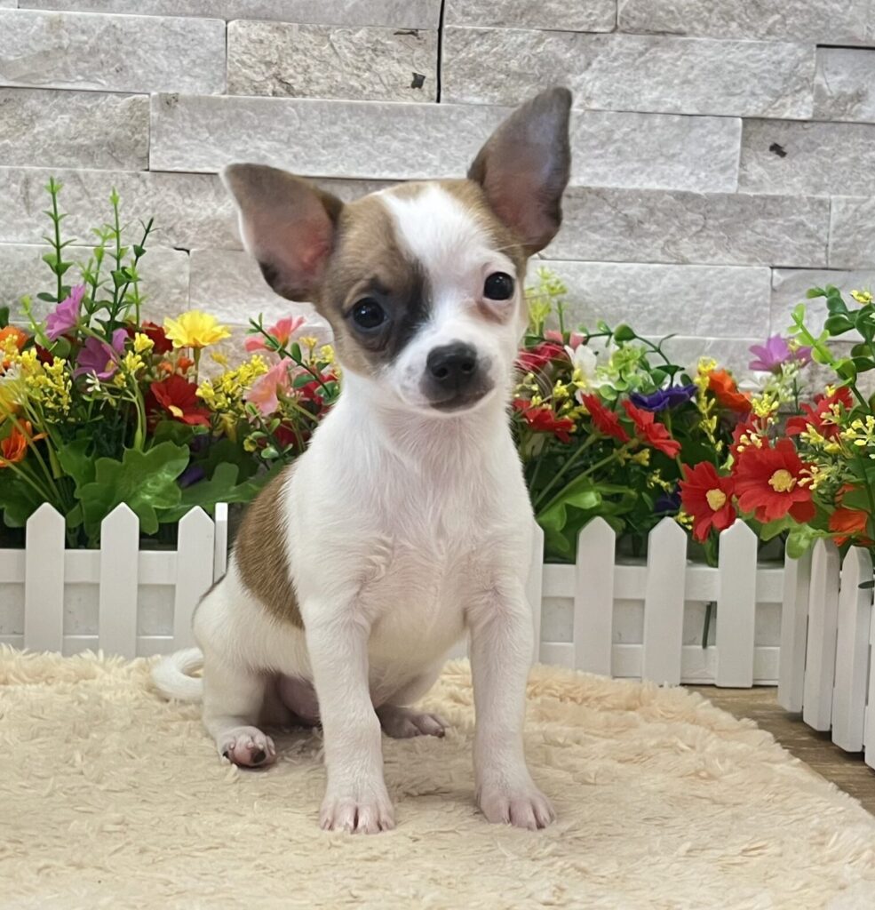 Chihuahua - 1176 - Image 3