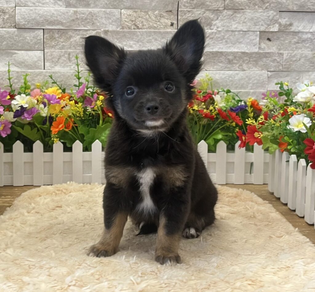 Chihuahua - 1177 - Image 3