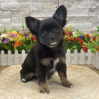 Sterling Chihuahua