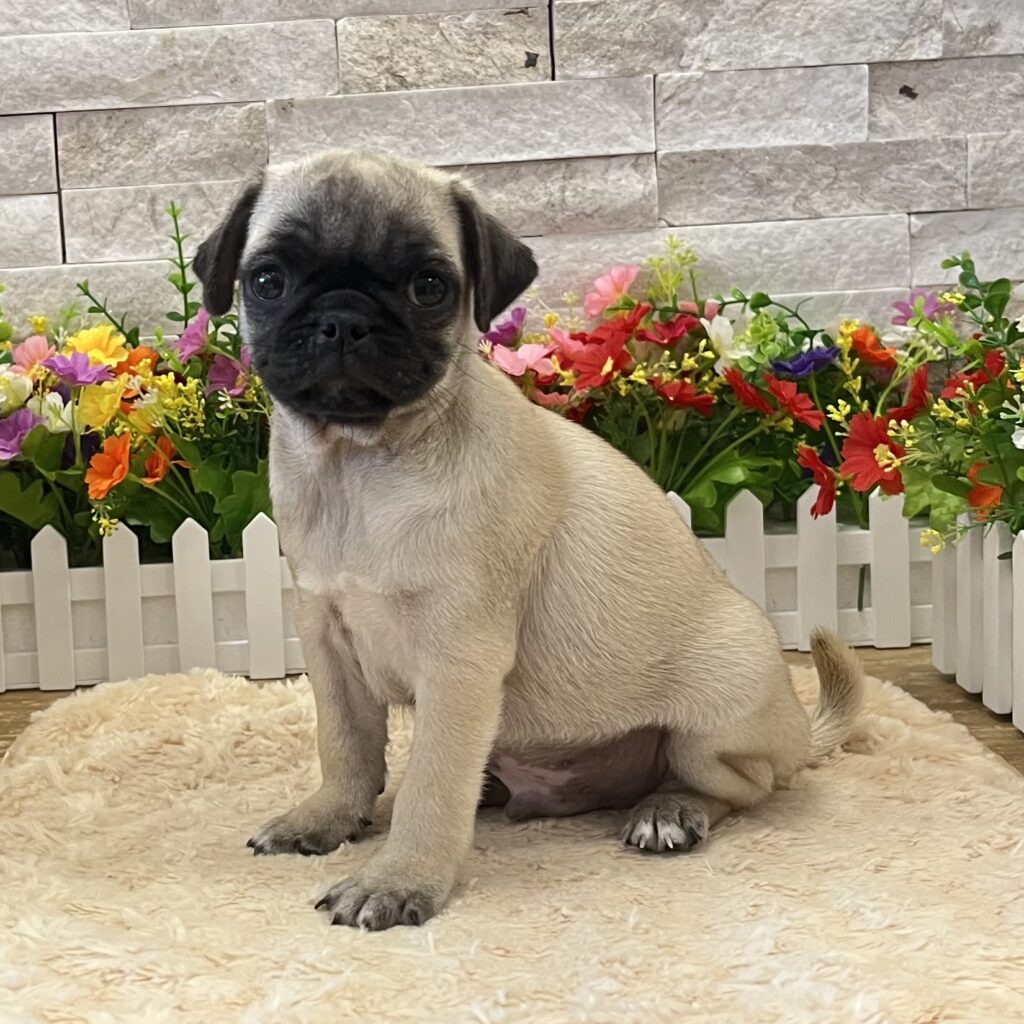 Pug - 6218 - Image 1