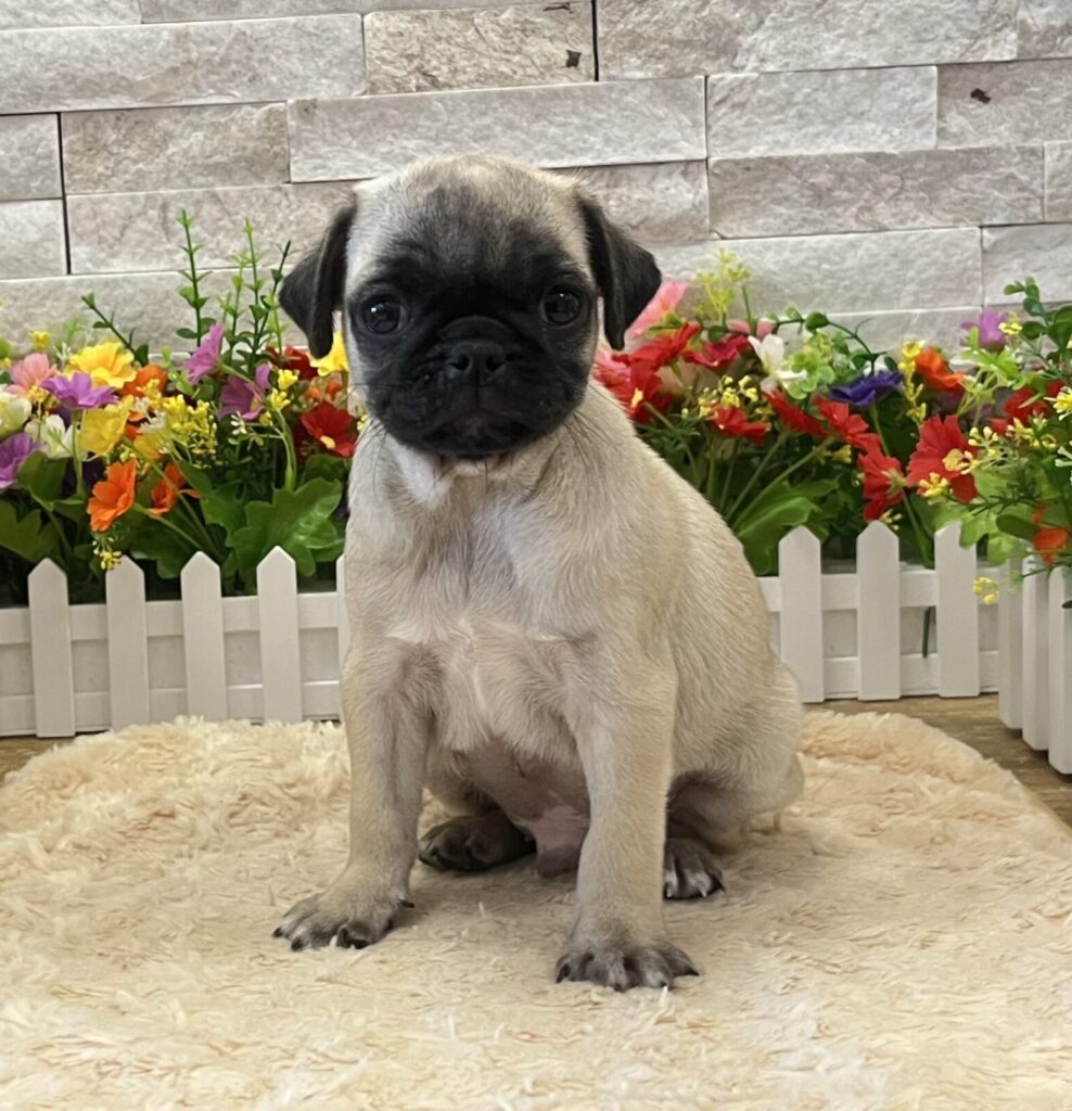 Pug - 6218 - Image 3