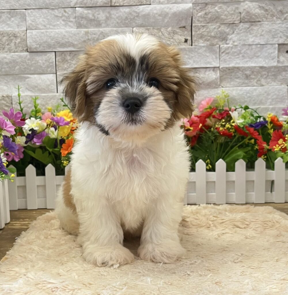 Teddy Bear - 6175 - Image 3
