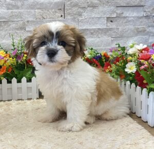 Furrylicious® Teddy Bear puppy available