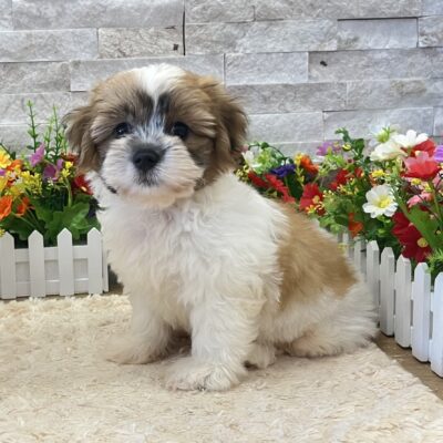 Monty Teddy Bear
