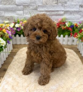 Furrylicious® Poodle puppy available