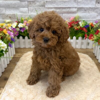Andy Poodle