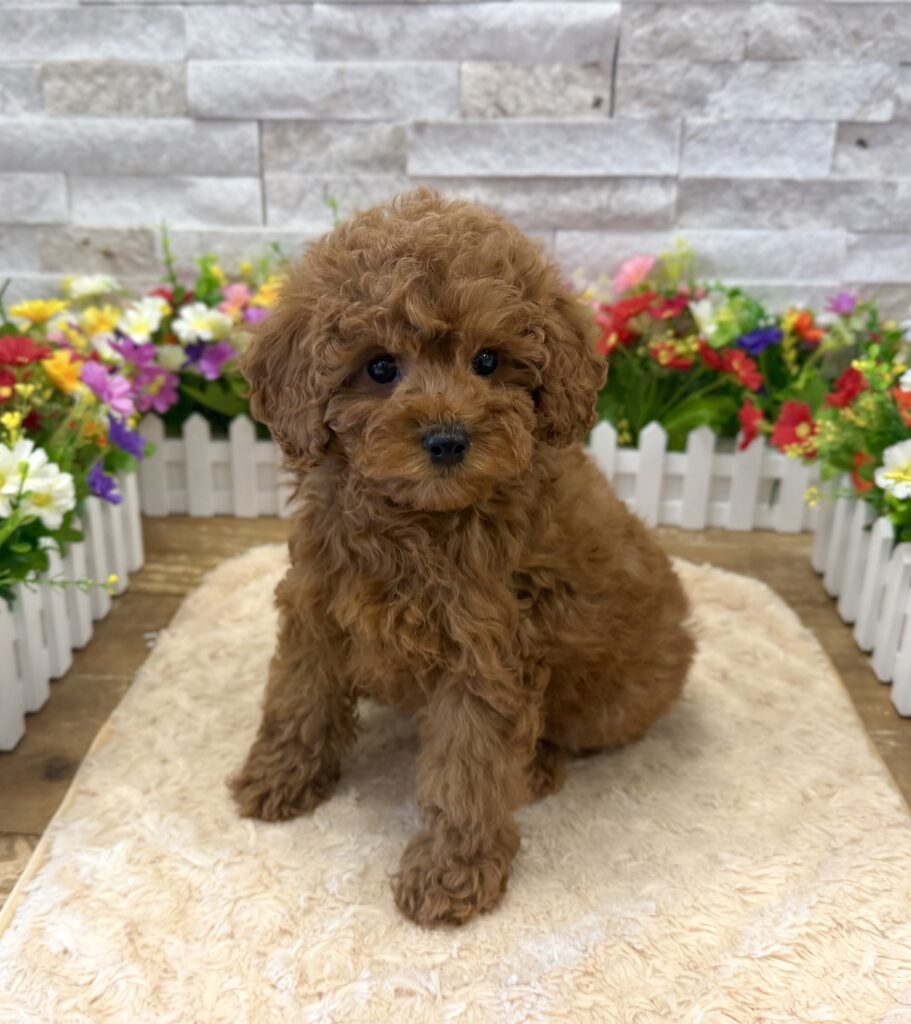 Poodle - 1037 - Image 3