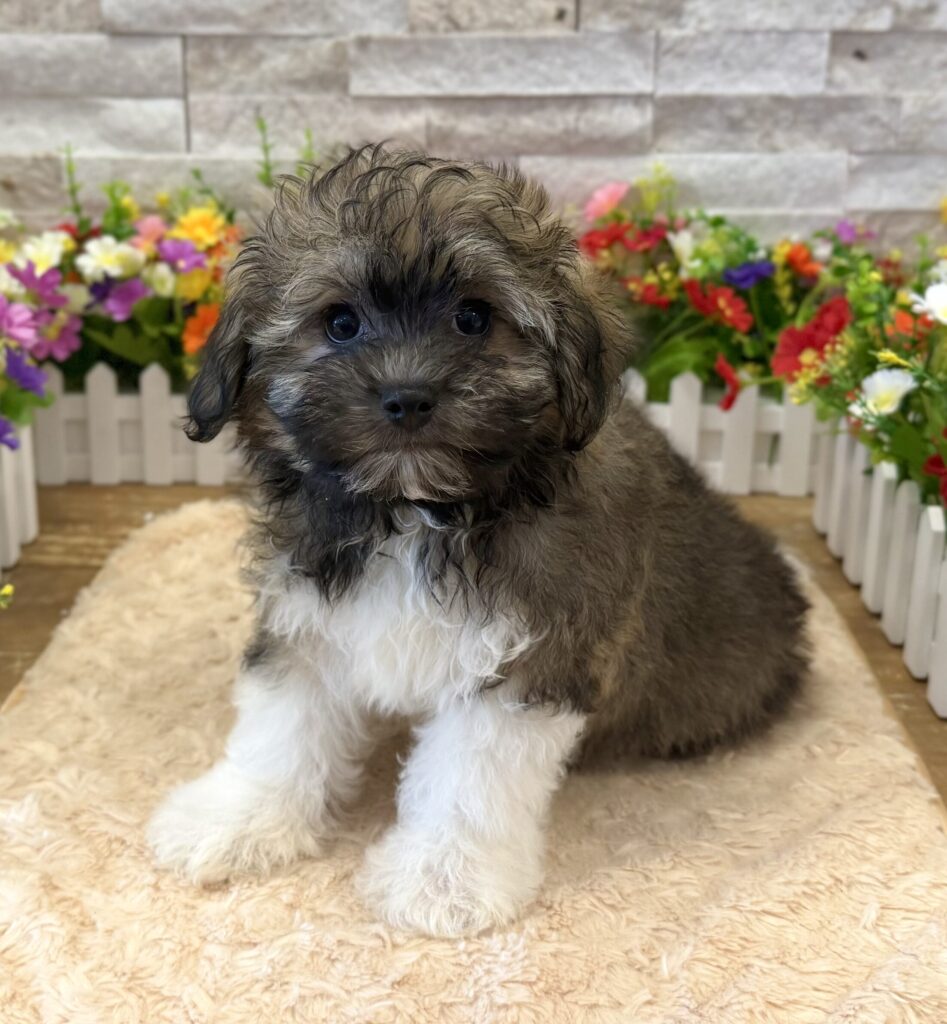 Havanese - 8549 - Image 2
