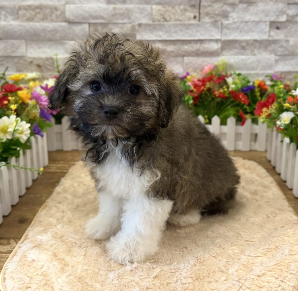 Havanese - 8549 - Image 1
