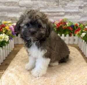 Furrylicious® Havanese puppy available