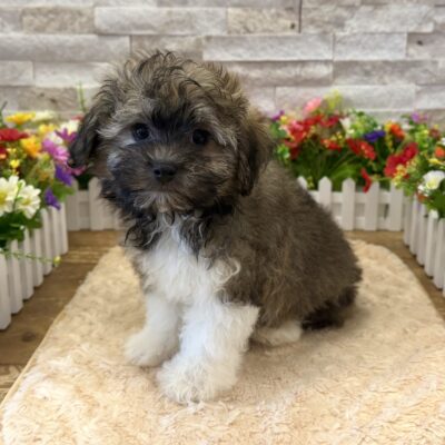 Walter Havanese