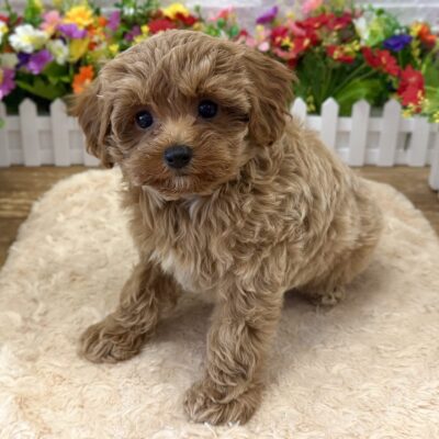 Olivia Maltipoo