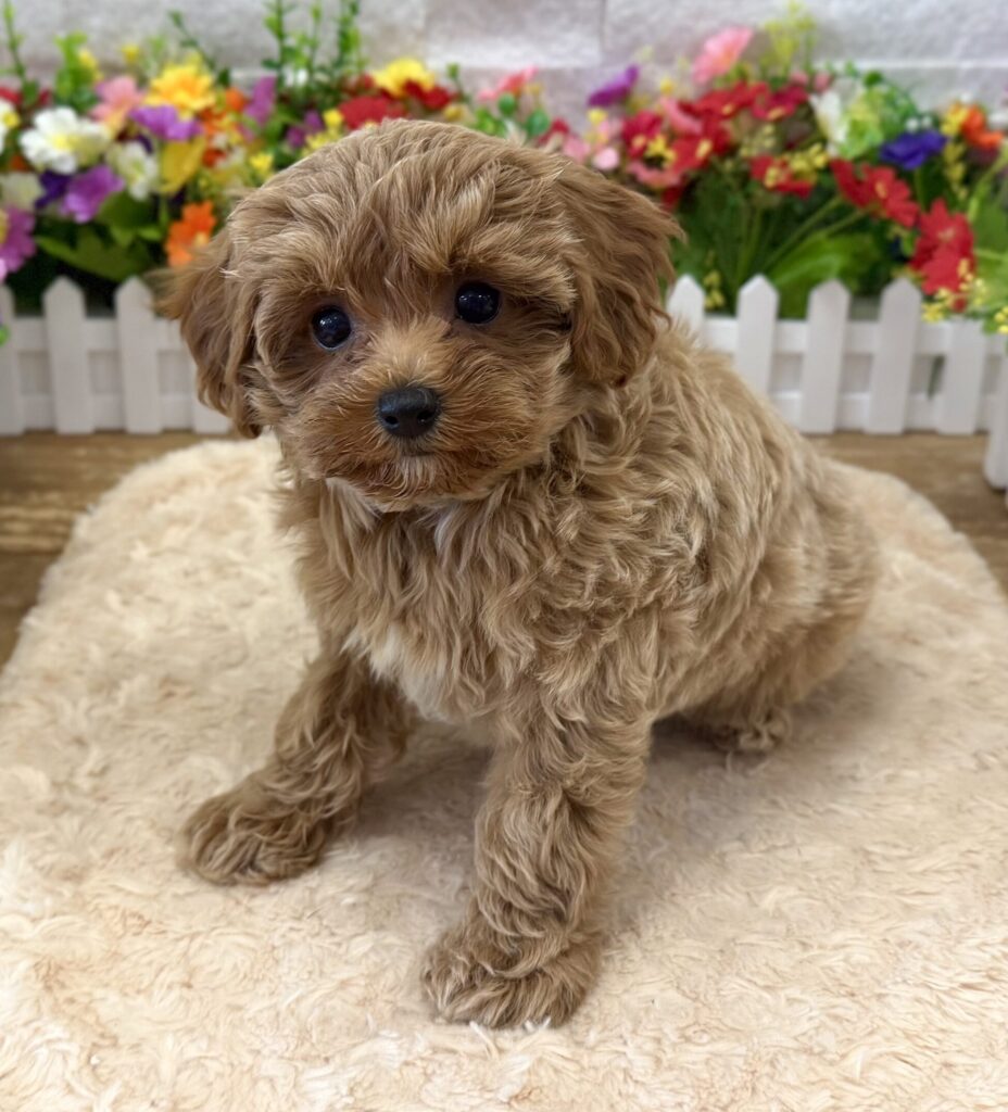 Maltipoo - 4175 - Image 1