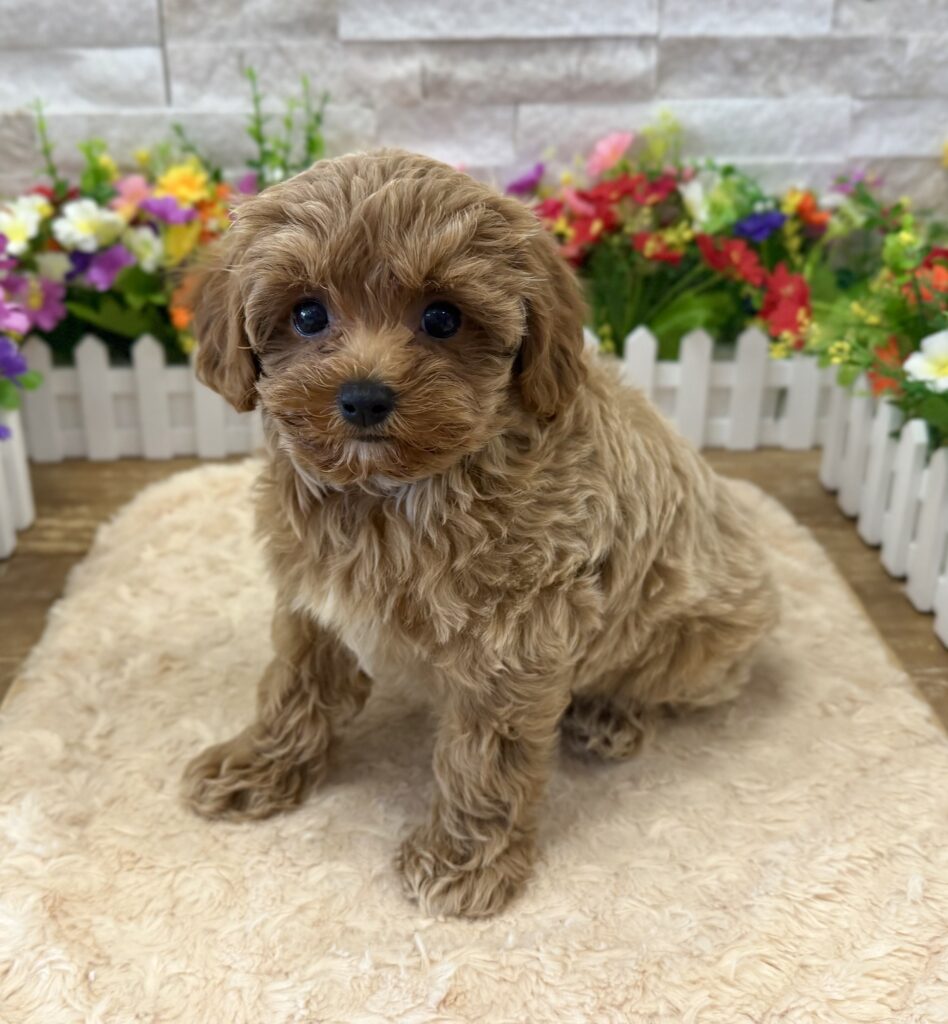 Maltipoo - 4175 - Image 3