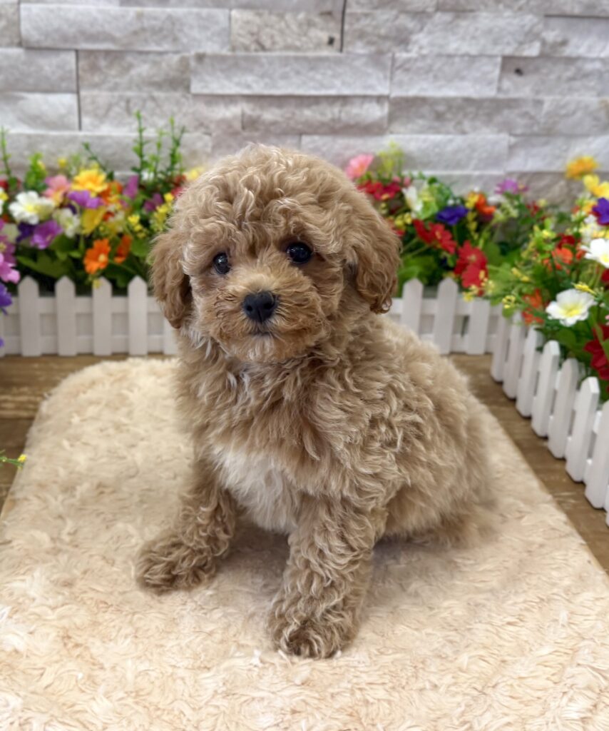 Maltipoo - 4172 - Image 3