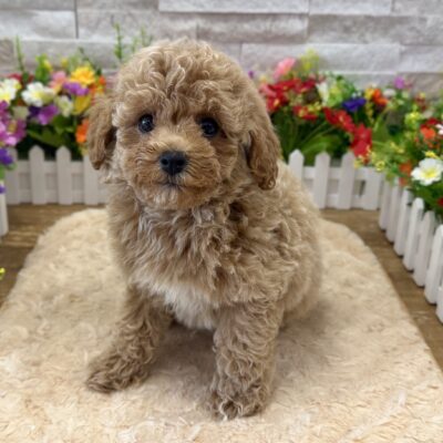 Pongo Maltipoo