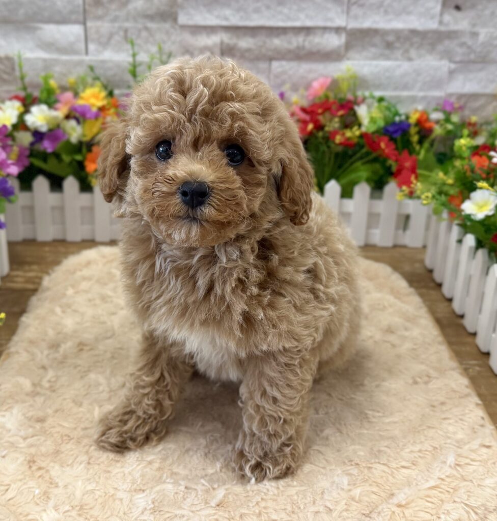 Maltipoo - 4172 - Image 1