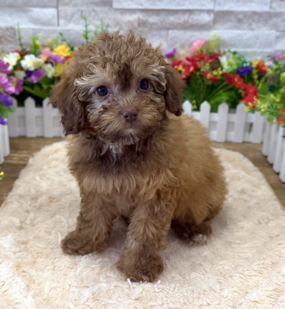 Poodle - 6432 - Image 1