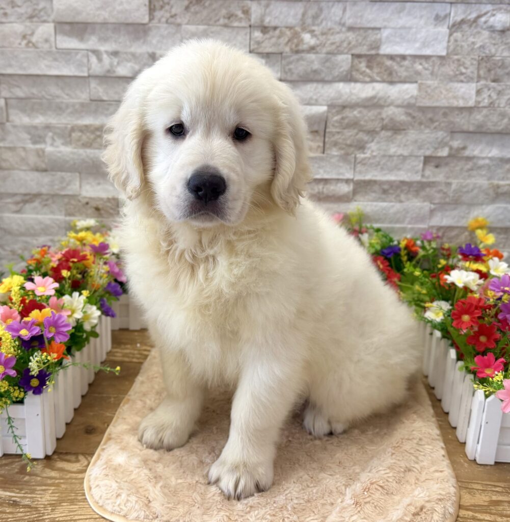 Golden Retriever - 4182 - Image 1