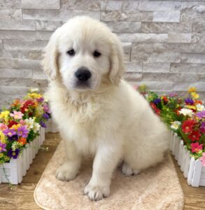 Furrylicious® Golden Retriever puppy available