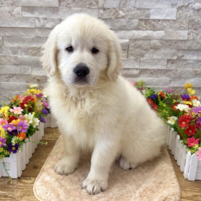 Hank Golden Retriever